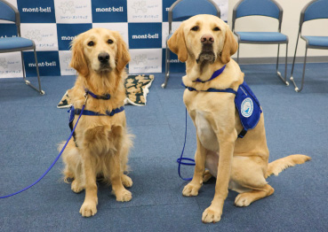 オリジナルベストを着用した犬が2匹座っている